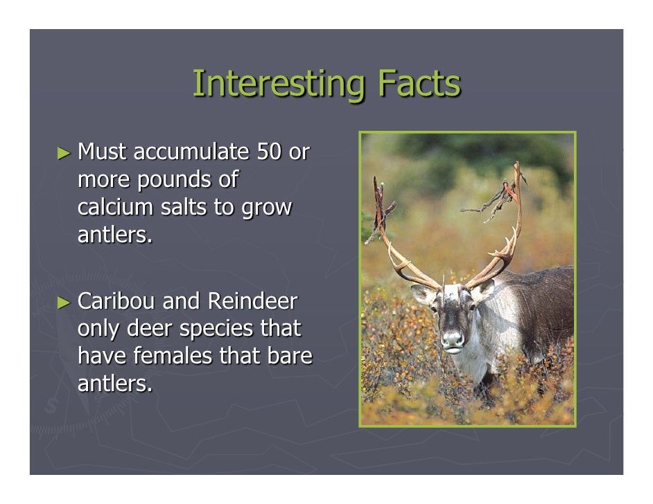 What is the difference between horns and antlers?