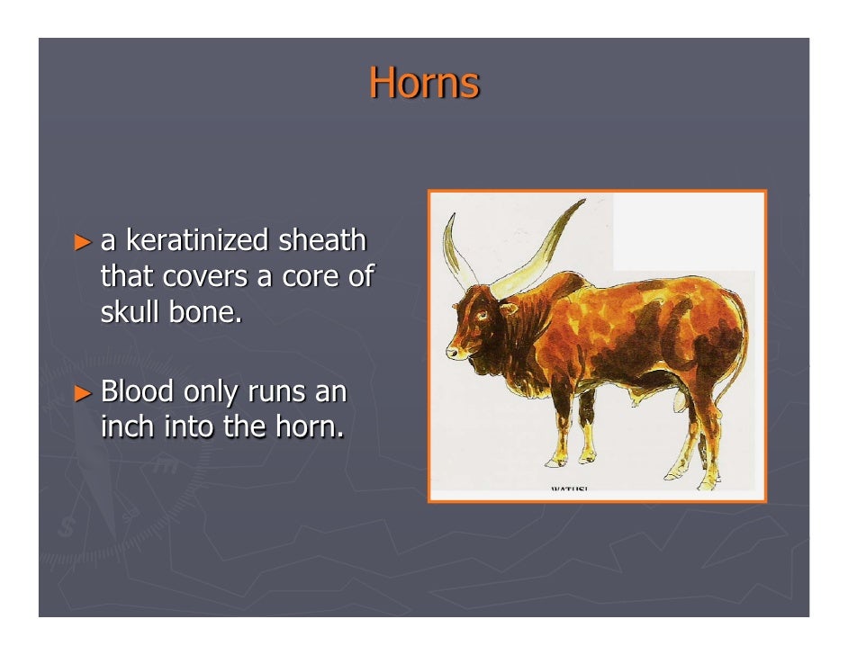 What is the difference between horns and antlers?