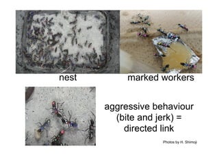 nest marked workers
aggressive behaviour
(bite and jerk) =
directed link
Photos by H. Shimoji
 