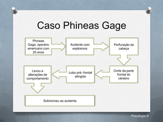 Caso Phineas Gage
  Phineas
Gage, operário             Acidente com       Perfuração da
americano com               explosivos           cabeça
  25 anos




    Levou a                                   Corte da parte
                          Lobo pré- frontal
 alterações de                                  frontal do
                             atingido
comportamento                                    cérebro




          Sobreviveu ao acidente



                                                          Psicologia B
 