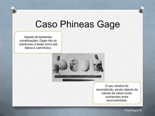 Caso Phineas Gage
   Apesar de bastantes
complicações, Gage não só
sobreviveu à lesão como até
    falava e caminhava.




                                    O seu cérebro foi
                              reconstituído, sendo objecto de
                                  estudo de casos muito
                                    conhecidos entre
                                      neurocientistas.


                                                   Psicologia B
 
