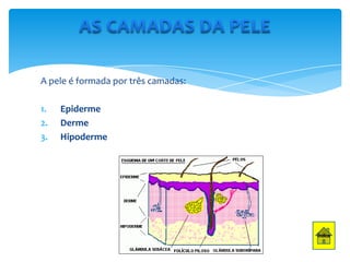 A pele é formada por três camadas:
1.
2.
3.

Epiderme
Derme
Hipoderme

 
