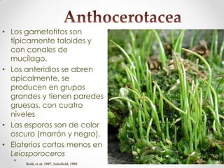 Antoceros-1.pdf, morfología, estructura. | PDF