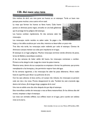 LEEMOS MEJOR DÍA A DÍA




      120. Así nace una rana

Una mañana de abril, una rana pone sus huevos en un estanque. Tarda un buen rato
porque pone muchos: unos cuatro mil en total.
La masa que forman los huevos se llama hueva. Cada huevo
parece un diminuto punto negro, envuelto en una bola gelatinosa
que lo protege de los peligros del estanque.
Los huevos cambian rápidamente. En dos semanas salen los
renacuajos.
Los renacuajos recién nacidos no saben nadar. Se pegan a las
hojas y a los tallos acuáticos por unos días, mientras se desarrollan un poco más.
Tres días más tarde, los renacuajos están nadando por todo el estanque. Cientos de
diminutos cuerpos menean sus colas para impulsarse en el agua.
El estanque es un lugar peligroso. Muchos renacuajos terminan siendo alimento de peces,
larvas de libélula y escarabajos acuáticos.
A las dos semanas de haber salido del huevo, los renacuajos comienzan a cambiar.
Primero se les alarga la cola. Luego les crecen las patas traseras.
Mientras tanto, dentro de sus cuerpecitos se empiezan a formar los pulmones, que pronto
reemplazarán a las branquias, y les permitirán respirar fuera del agua.
En las semanas siguientes, a los renacuajos les salen las patas delanteras. Ahora nadan
hasta la superficie para llenar sus pulmones de aire.
Con los ojos saltones, la boca ancha y el cuerpo más robusto, los renacuajos se parecen
cada vez más a las ranas. Pronto desaparecerá la cola. También les está creciendo algo
dentro de la boca. ¡Es la lengua larga y pegajosa de la rana!
Una rana es adulta unos dos años después de que deja el estanque.
Este maravilloso cambio de renacuajo a rana se llama metamorfosis. En los últimos días del
verano, empiezan a dejar el estanque.
Las ranas son animales anfibios. Los anfibios nacen en el agua, pero cuando son adultos
viven en la tierra.


                                              Claire Llewellyn, Así nace una rana. México, SEP-Santillana, 2005.


                                        PRIMER GRADO
 