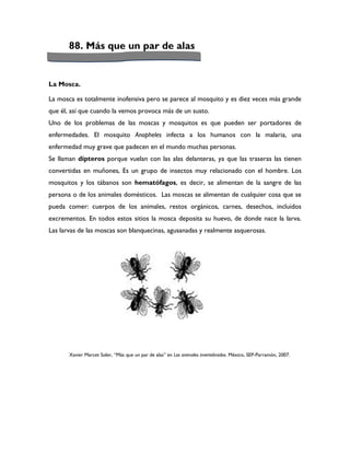 88. Más que un par de alas


La Mosca.

La mosca es totalmente inofensiva pero se parece al mosquito y es diez veces más grande
que él, así que cuando la vemos provoca más de un susto.
Uno de los problemas de las moscas y mosquitos es que pueden ser portadores de
enfermedades. El mosquito Anopheles infecta a los humanos con la malaria, una
enfermedad muy grave que padecen en el mundo muchas personas.
Se llaman dípteros porque vuelan con las alas delanteras, ya que las traseras las tienen
convertidas en muñones, Es un grupo de insectos muy relacionado con el hombre. Los
mosquitos y los tábanos son hematófagos, es decir, se alimentan de la sangre de las
persona o de los animales domésticos. Las moscas se alimentan de cualquier cosa que se
pueda comer: cuerpos de los animales, restos orgánicos, carnes, desechos, incluidos
excrementos. En todos estos sitios la mosca deposita su huevo, de donde nace la larva.
Las larvas de las moscas son blanquecinas, agusanadas y realmente asquerosas.




       Xavier Marcet Soler, “Más que un par de alas” en Los animales invertebrados. México, SEP-Parramón, 2007.
 