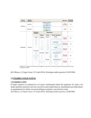 (H.A Brusco, J.J López Costa, C.F Loidi (2014). Histologia médico-practica. ELSEVIER)
1.2TEJIDO CONJUNTIVO
1 INTRODUCCIÓN
El tejido conectivo (o conjuntivo) es el mayor constituyente tisular del organismo. Es, junto a los
tejidos epitelial, muscular y nervioso, uno de los cuatro tejidos básicos, entendiéndose por tejido básico
un agrupamiento de células con una morfología semejante y una función común.
(H.A Brusco, J.J López Costa, C.F Loidi (2014). Histologia médico-practica. ELSEVIER)
 