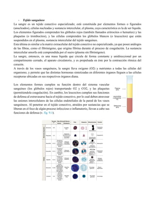 - Tejido sanguíneo
La sangre es un tejido conectivo especializado; está constituida por elementos formes o figurados
(anucleados), células nucleadas y sustancia intercelular, el plasma, cuya característica es la de ser líquida.
Los elementos figurados comprenden los glóbulos rojos (también llamados eritrocitos o hematíes) y las
plaquetas (o trombocitos), y las células comprenden los glóbulos blancos (o leucocitos) que están
suspendidos en el plasma, sustancia intercelular del tejido sanguíneo.
Esta última es similar a la matriz extracelular del tejido conectivo no especializado, ya que posee análogos
de las fibras, como el fibrinógeno, que origina fibrina durante el proceso de coagulación. La sustancia
intercelular amorfa está comprendida por el suero (plasma sin fibrinógeno).
La sangre, entonces, es una masa líquida que circula de forma constante y unidireccional por un
compartimento cerrado, el aparato circulatorio, y es propulsada en éste por la contracción rítmica del
corazón.
A través de los vasos sanguíneos, la sangre lleva oxígeno (O2) y nutrientes a todas las células del
organismo, y permite que las distintas hormonas sintetizadas en diferentes órganos lleguen a las células
receptoras ubicadas en sus respectivos órganos diana.
Los elementos formes cumplen su función dentro del sistema vascular
sanguíneo (los glóbulos rojos) transportando O2 y CO2, y las plaquetas
(permitiendola coagulación). En cambio, los leucocitos cumplen sus funciones
de defensa al extravasarse hacia el tejido conectivo, por lo cual deben atravesar
las uniones intercelulares de las células endoteliales de la pared de los vasos
sanguíneos. Al penetrar en el tejido conectivo, atraídos por sustancias que se
liberan en el foco de algún proceso infeccioso o inflamatorio, llevan a cabo sus
funciones de defensa (v. fig. 9.1).
 