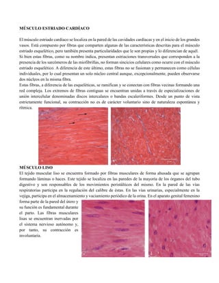 MÚSCULO ESTRIADO CARDÍACO
El músculo estriado cardíaco se localiza en la pared de las cavidades cardíacas y en el inicio de los grandes
vasos. Está compuesto por fibras que comparten algunas de las características descritas para el músculo
estriado esquelético, pero también presenta particularidades que le son propias y lo diferencian de aquél.
Si bien estas fibras, como su nombre indica, presentan estriaciones transversales que corresponden a la
presencia de los sarcómeros de las miofibrillas, no forman sincicios celulares como ocurre con el músculo
estriado esquelético. A diferencia de este último, estas fibras no se fusionan y permanecen como células
individuales, por lo cual presentan un solo núcleo central aunque, excepcionalmente, pueden observarse
dos núcleos en la misma fibra.
Estas fibras, a diferencia de las esqueléticas, se ramifican y se conectan con fibras vecinas formando una
red compleja. Los extremos de fibras contiguas se encuentran unidas a través de especializaciones de
unión intercelular denominadas discos intercalares o bandas escaleriformes. Desde un punto de vista
estrictamente funcional, su contracción no es de carácter voluntario sino de naturaleza espontánea y
rítmica.
MÚSCULO LISO
El tejido muscular liso se encuentra formado por fibras musculares de forma ahusada que se agrupan
formando láminas o haces. Este tejido se localiza en las paredes de la mayoría de los órganos del tubo
digestivo y son responsables de los movimientos peristálticos del mismo. En la pared de las vías
respiratorias participa en la regulación del calibre de éstas. En las vías urinarias, especialmente en la
vejiga, participa en el almacenamiento y vaciamiento periódico de la orina. En el aparato genital femenino
forma parte de la pared del útero y
su función es fundamental durante
el parto. Las fibras musculares
lisas se encuentran inervadas por
el sistema nervioso autónomo y,
por tanto, su contracción es
involuntaria.
 