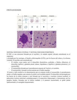 CELULAS GLIALES
SISTEMA NERVIOSO CENTRAL Y SISTEMA NERVIOSO PERIFÉRICO
El SNC es una estructura formada por el encéfalo y la médula espinal, ubicada centralmente en el
organismo
y protegida por las meninges, el líquido cefalorraquídeo (LCR) y por los huesos del cráneo y la columna
vertebral. El encéfalo está constituido por:
- El cerebro, cuyas partes son el telencéfalo (hemisferios cerebrales y lóbulos olfatorios), el
diencéfalo (epífisis o glándula pineal, tálamo, hipotálamo e hipófisis o glándula pituitaria) y el
mesencéfalo;
- El metencéfalo,formado por la protuberancia (puente de Varolio) y el cerebelo,
- El mielencéfalo, formado exclusivamente por el bulbo raquídeo.
El tronco o tallo cerebral es la denominación que en conjunto recibe el mesencéfalo, la protuberancia
anular y el bulbo raquídeo, que conecta el cerebro con la médula espinal. El telencéfalo está protegido por
los huesos de la calota craneana y está formado por el neocórtex o isocórtex (corteza cerebral), el
paleocórtex (corteza entorrinal o parahipocampo) y el arquicórtex (hipocampo), e internamente, por los
ganglios basales, formados por el núcleo caudado y el putamen (neoestriado), el globo pálido
(paleoestriado) y la amígdala (arquiestriado).
 