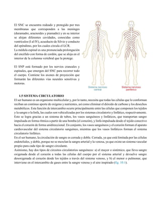 El SNC se encuentra rodeado y protegido por tres
membranas que corresponden a las meninges
(duramadre, aracnoides y piamadre) y en su interior
se alojan diferentes cavidades, conocidas como
ventrículos (I al IV), acueducto de Silvio y conducto
del epéndimo, por los cuales circula el LCR.
La médula espinal es una pronunciada prolongación
del encéfalo con forma de cordón, que se aloja en el
interior de la columna vertebral que la protege.
El SNP está formado por los nervios craneales y
espinales, que emergen del SNC para recorrer todo
el cuerpo. Contiene los axones de proyección que
formarán las diferentes vías neurales sensitivas y
motoras.
1.5 SISTEMA CIRCULATORIO
El ser humano es un organismo multicelular y, por lo tanto, necesita que todas las células que lo conforman
reciban un continuo aporte de oxígeno y nutrientes, así como eliminar el dióxido de carbono y los desechos
metabólicos. Esta función de intercambio ocurre principalmente entre las células que componen los tejidos
y la sangre o la linfa, las cuales son vehiculizadas por los sistemas circulatorio y linfático, respectivamente.
Esto se logra gracias a un sistema de tubos, los vasos sanguíneos y linfáticos, que transportan sangre
impulsada en forma rítmica a partir de una bomba (el corazón), y linfa impulsada desde el tejido conectivo
hacia el corazón de forma unidireccional. En conjunto, los vasos sanguíneos y el corazón forman el aparato
cardiovascular del sistema circulatorio sanguíneo, mientras que los vasos linfáticos forman el sistema
circulatorio linfático.
En el ser humano, la circulación de sangre es cerrada y doble. Cerrada, ya que está limitada por las células
endoteliales, y doble, porque no se mezclan la sangre arterial y la venosa, ya que existe un sistema vascular
propio para cada tipo de sangre circulante.
Asimismo, hay dos tipos de circuitos circulatorios sanguíneos: a) el mayor o sistémico, que lleva sangre
oxigenada desde el corazón a todas las células del cuerpo por el sistema arterial y devuelve sangre
desoxigenada al corazón desde los tejidos a través del sistema venoso, y b) el menor o pulmonar, que
interviene en el intercambio de gases entre la sangre venosa y el aire inspirado (fig. 10.1).
 