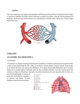- Capilares
Son vasos sanguíneos que surgen como pequeñas ramificaciones de las arterias a lo largo de todo el cuerpo
y cerca de la superficie de la piel. Llevan nutrientes y oxígeno a la célula y traen de ésta los productos de
deshecho. Al reunirse nuevamnte forman vasos más gruesos conocidos como vénulas que al unirse luego
forman las venas.
CORAZÓN
ANATOMÍA MACROSCÓPICA
Localización:
El corazón es un órgano musculoso formado por 4 cavidades. Su tamaño es parecido al de un puño cerrado
y tiene un peso aproximado de 250 y 300 g, en mujeres y varones adultos, respectivamente. Está situado
en el interior del tórax, por encima del diafragma, en la región denominada mediastino, que es la parte
media de la cavidad torácica localizada entre las dos cavidades pleurales. Casi dos terceras partes del
corazón se sitúan en el hemitorax izquierdo. El corazón tiene forma de cono apoyado sobre su lado, con
un extremo puntiagudo, el vértice, de
dirección anteroinferior izquierda y
la porción más ancha, la base,
dirigida en sentido posterosuperior.
 