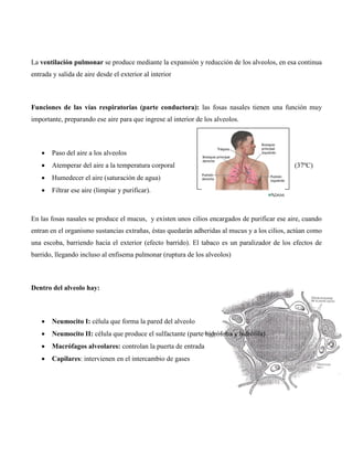 La ventilación pulmonar se produce mediante la expansión y reducción de los alveolos, en esa continua
entrada y salida de aire desde el exterior al interior
Funciones de las vías respiratorias (parte conductora): las fosas nasales tienen una función muy
importante, preparando ese aire para que ingrese al interior de los alveolos.
 Paso del aire a los alveolos
 Atemperar del aire a la temperatura corporal (37ºC)
 Humedecer el aire (saturación de agua)
 Filtrar ese aire (limpiar y purificar).
En las fosas nasales se produce el mucus, y existen unos cilios encargados de purificar ese aire, cuando
entran en el organismo sustancias extrañas, éstas quedarán adheridas al mucus y a los cilios, actúan como
una escoba, barriendo hacia el exterior (efecto barrido). El tabaco es un paralizador de los efectos de
barrido, llegando incluso al enfisema pulmonar (ruptura de los alveolos)
Dentro del alveolo hay:
 Neumocito I: célula que forma la pared del alveolo
 Neumocito II: célula que produce el sulfactante (parte hidrófoba y hidrófila)
 Macrófagos alveolares: controlan la puerta de entrada
 Capilares: intervienen en el intercambio de gases
 