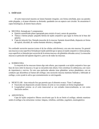 1. ESÓFAGO
Al corte transversal muestra un lumen bastante irregular, con forma estrellada, pues sus paredes
están plegadas, y al pasar alimento se distiende, quedando con un espacio casi circular. Se encuentran 4
capas histológicas, de dentro hacia afuera:
 MUCOSA: formada por 3 componentes:
 Epitelio estratificado plano (apropiado para resistir el rose), carece de queratina.
 Túnica o lámina propia: pequeña lámina de tejido conjuntivo que sigue la forma de la base del
epitelio.
 Capa de músculo liso, llamada muscular de la mucosa: bastante desarrollada, dispuesta en forma
de espiral, elicoidal, de vueltas bastante abiertas y alargadas.
No confundir secreción mucosa (como el de las células caliciformes), con esta otra mucosa. En general
una mucosa es una superficie formada por tejido epitelial que se apoya en tejido conjuntivo o túnica propia,
cuya superficie es húmeda (por secreción de la misma mucosa o de glándulas ubicadas cerca). La muscular
mucosa es particular del aparato digestivo, pero no de todas las mucosas.
 SUBMUCOSA
La mayoría de las mucosas tienen algo más afuera, que responde a un tejido conjuntivo laxo que
hace de nexo entre la mucosa y lo que se encuentra más afuera. Esto constituye la submucosa, con vasos
de importancia y nervios. En este caso particular además tiene glándulas: acinos glandulares, con un
conducto que desemboca al lumen del esófago; esta secreción mucosa mantiene húmedo y lubricado al
esófago, a esto ayuda la saliva que constantemente se está tragando.
 MUSCULAR: tiene músculo liso que permite que el alimento avance. Tiene 2 subcapas:
 Fascículos de disposición circular interna: al corte se ven cortados en forma longitudinal:
 Longitudinal externa: en el corte transversal se ven cortados transversalmente, se ven como
fascículos anchos.
 ADVENTICIA
Capa de tejido conjuntivo fibroso envolvente que le da un límite al esófago, además mantiene
unido el esófago a las estructuras vecinas: tráquea, vértebras, carótidas, yugulares, neumogástrico.
 