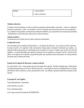 Médula 1- Asa de Henle
2- tubos colectores
Túbulos colectores
El túbulo distal desemboca en tubos colectores pequeños denominados conectores , estos en conductos
colectores arqueados y estos en conductos cada vez mayores que transcurren por los rayos medulares .
Los conductos más grandes se denominan conductos de Bellini y se encuentran en el vértice de la pirámide
. Desembocan a través del área cribosa en los cálices menores .
Túbulo urinífero
Se denomina así al nefrón más los tubos colectores intrarenales.
Corpúsculo renal
Está formado por los capilares del glomérulo , y la cápsula de Bowman , con su hoja visceral y parietal .
La hoja visceral y los capilares están íntimamente relacionados, formando la llamada asa capilar . La
cápsula de Bowman puede ser considerada como un globo en el cual se "hunde" por un polo un ovillo de
capilares . La pared del globo que queda en contacto con los capilares es la hoja visceral ; el interior del
globo es el espacio de la cápsula y la pared del globo que queda por fuera del espacio es la hoja parietal
de donde nace el túbulo proximal .
Espacio de la cápsula de Bowman o espacio urinario
Es como hemos visto , el que queda entre las dos hojas de la cápsula . Recibe el líquido que se filtra desde
el capilar glomerular que es de unos 180 litros por día , y que luego de sucesivas modificaciones a lo largo
del nefrón y tubos colectores , pasa a denominarse orina . Las células y grandes moléculas no pasan a éste
espacio
Concepto de Asa Capilar:
Está constituida por 3 elementos
a) El endotelio vascular.
b) La membrana basal.
c) La capa visceral de la cápsula de BOWMAN.
 