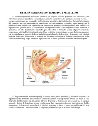 SISTEMA REPRODUCTOR FEMENINO Y MASCULINO
El sistema reproductor masculino consta de los órganos sexuales primarios -los testículos- y las
estructuras sexuales secundarias -los conductos genitales y excretores, las glándulas anexas y el pene.
Los espermatozoides son producidos en los túbulos seminíferos de los testículos. Durante la formación
del esperma, las espermatogonias se transforman en espermatocitos primarios; luego, después de la
primera división meiótica, en espermatocitos secundarios, y después de la segunda división meiótica, en
espermátidas, que más tarde se diferenciarán en espermatozoides. Estos espermatozoides entran en el
epidídimo, un tubo fuertemente enrollado que está sobre el testículo, donde adquieren movilidad
progresiva y habilidad fertilizante potencial. Cada epidídimo se continúa en un vaso deferente, que corre
a lo largo de la pared posterior de la cavidad abdominal, alrededor de la vejiga, y desemboca en la glándula
próstata. Justo antes de entrar en la próstata, los dos vasos deferentes se fusionan con conductos de las
vesículas seminales y luego, dentro de la próstata, con la uretra, que lleva al exterior a través del pene.
El diagrama anterior muestra el pene y el escroto antes (líneas punteadas) y durante la erección. Los
espermatozoides formados en los túbulos seminíferos entran en el epidídimo. Desde allí pasan al vaso
deferente, donde muchos se almacenan. El vaso deferente se fusiona con un conducto de la vesícula
seminal y dentro de la próstata se une con la uretra. Los espermatozoides son mezclados con fluidos
provenientes de la vesícula seminal y de la glándula próstata y se forma el semen que es liberado del pene
a través de la uretra. La uretra también es un pasaje para la orina que se acumula en la vejiga.
 