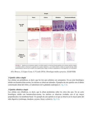 (H.A Brusco, J.J López Costa, C.F Loidi (2014). Histologia médico-practica. ELSEVIER)
2 Epitelio cúbico simple
Las células son poliédricas, es decir, que los tres ejes celulares son semejantes. En un corte histológico
teñido con hematoxilina-eosina, los núcleos se observan redondos. Ejemplos de este epitelio son el túbulo
contorneado distal del riñón y el adenómero de la glándula sudorípara (v. fig. 4.1).
3 Epitelio cilíndrico simple
Las células son cilíndricas, es decir, que la altura predomina sobre los otros dos ejes. En un corte
histológico teñido con hematoxilina-eosina, los núcleos se observan ovalados con el eje mayor
perpendicular a la membrana basal. Un ejemplo de este epitelio es el que se observa en la mayor parte del
tubo digestivo (estómago, duodeno, yeyuno, íleon y colon) (v. fig. 4.1).
 