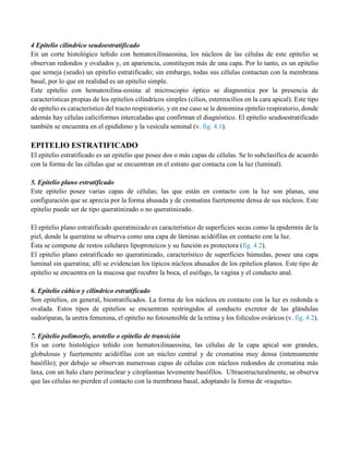 4 Epitelio cilíndrico seudoestratificado
En un corte histológico teñido con hematoxilinaeosina, los núcleos de las células de este epitelio se
observan redondos y ovalados y, en apariencia, constituyen más de una capa. Por lo tanto, es un epitelio
que semeja (seudo) un epitelio estratificado; sin embargo, todas sus células contactan con la membrana
basal, por lo que en realidad es un epitelio simple.
Este epitelio con hematoxilina-eosina al microscopio óptico se diagnostica por la presencia de
características propias de los epitelios cilíndricos simples (cilios, estereocilios en la cara apical). Este tipo
de epitelio es característico del tracto respiratorio, y en ese caso se le denomina epitelio respiratorio, donde
además hay células caliciformes intercaladas que confirman el diagnóstico. El epitelio seudoestratificado
también se encuentra en el epidídimo y la vesícula seminal (v. fig. 4.1).
EPITELIO ESTRATIFICADO
El epitelio estratificado es un epitelio que posee dos o más capas de células. Se lo subclasifica de acuerdo
con la forma de las células que se encuentran en el estrato que contacta con la luz (luminal).
5. Epitelio plano estratificado
Este epitelio posee varias capas de células; las que están en contacto con la luz son planas, una
configuración que se aprecia por la forma ahusada y de cromatina fuertemente densa de sus núcleos. Este
epitelio puede ser de tipo queratinizado o no queratinizado.
El epitelio plano estratificado queratinizado es característico de superficies secas como la epidermis de la
piel, donde la queratina se observa como una capa de láminas acidófilas en contacto con la luz.
Ésta se compone de restos celulares lipoproteicos y su función es protectora (fig. 4.2).
El epitelio plano estratificado no queratinizado, característico de superficies húmedas, posee una capa
luminal sin queratina; allí se evidencian los típicos núcleos ahusados de los epitelios planos. Este tipo de
epitelio se encuentra en la mucosa que recubre la boca, el esófago, la vagina y el conducto anal.
6. Epitelio cúbico y cilíndrico estratificado
Son epitelios, en general, biestratificados. La forma de los núcleos en contacto con la luz es redonda u
ovalada. Estos tipos de epitelios se encuentran restringidos al conducto excretor de las glándulas
sudoríparas, la uretra femenina, el epitelio no fotosensible de la retina y los folículos ováricos (v. fig. 4.2).
7. Epitelio polimorfo, urotelio o epitelio de transición
En un corte histológico teñido con hematoxilinaeosina, las células de la capa apical son grandes,
globulosas y fuertemente acidófilas con un núcleo central y de cromatina muy densa (intensamente
basófilo); por debajo se observan numerosas capas de células con núcleos redondos de cromatina más
laxa, con un halo claro perinuclear y citoplasmas levemente basófilos. Ultraestructuralmente, se observa
que las células no pierden el contacto con la membrana basal, adoptando la forma de «raqueta».
 