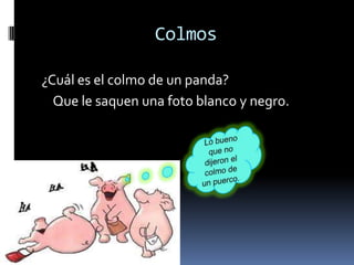 Colmos

¿Cuál es el colmo de un panda?
  Que le saquen una foto blanco y negro.
 
