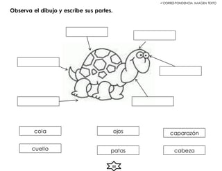 CORRESPONDENCIA IMAGEN TEXTO
cola ojos
cabeza
patas
cuello
caparazón
Observa el dibujo y escribe sus partes.
88
 