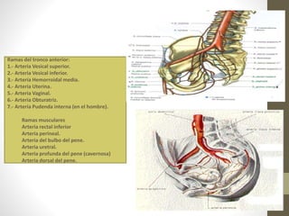 Ramas del tronco anterior:
1.- Arteria Vesical superior.
2.- Arteria Vesical inferior.
3.- Artería Hemorroidal media.
4.- Arteria Uterina.
5.- Arteria Vaginal.
6.- Arteria Obturatriz.
7.- Arteria Pudenda interna (en el hombre).
Ramas musculares
Arteria rectal inferior
Arteria perineal.
Arteria del bulbo del pene.
Arteria uretral.
Arteria profunda del pene (cavernosa)
Arteria dorsal del pene.
 