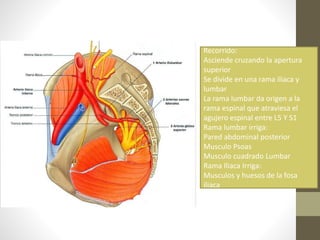 Arteria Lumbar:
Recorrido:
Asciende cruzando la apertura
superior
Se divide en una rama iliaca y
lumbar
La rama lumbar da origen a la
rama espinal que atraviesa el
agujero espinal entre L5 Y S1
Rama lumbar irriga:
Pared abdominal posterior
Musculo Psoas
Musculo cuadrado Lumbar
Rama Iliaca Irriga:
Musculos y huesos de la fosa
iliaca
 
