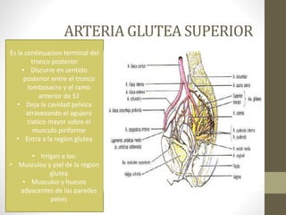 ARTERIA GLUTEA SUPERIOR
Es la continuacion terminal del
tronco posterior
• Discurre en sentido
posterior entre el tronco
lombosacro y el ramo
anterior de S1
• Deja la cavidad pelvica
atravesando el agujero
ciatico mayor sobre el
musculo piriforme
• Entra a la region glutea
• Irrigan a los:
• Musculos y piel de la region
glutea
• Musculos y huesos
adyacentes de las paredes
pelvis
 