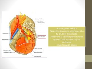 Arteria glutea Inferior
Pasa entre los ramos anteriores S1 o
S2 a S3 del plexo sacro
Abandona la cavidad pelvica por el
agujero ciatico mayor bajo el
piriforme
Irriga la region glutea
 