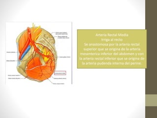 Arteria Rectal Media
Irriga al recto
Se anastomosa por la arteria rectal
superior que se origina de la arteria
mesenterica inferior del abdomen y con
la arteria rectal inferior que se origina de
la arteria pudenda interna del perine.
 