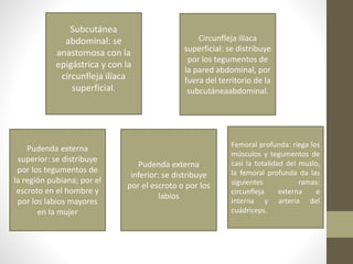 Subcutánea
abdominal: se
anastomosa con la
epigástrica y con la
circunfleja ilíaca
superficial.
Pudenda externa
superior: se distribuye
por los tegumentos de
la región pubiana; por el
escroto en el hombre y
por los labios mayores
en la mujer
Pudenda externa
inferior: se distribuye
por el escroto o por los
labios
Femoral profunda: riega los
músculos y tegumentos de
casi la totalidad del muslo,
la femoral profunda da las
siguientes ramas:
circunfleja externa e
interna y arteria del
cuádriceps.
Circunfleja ilíaca
superficial: se distribuye
por los tegumentos de
la pared abdominal, por
fuera del territorio de la
subcutáneaabdominal.
 