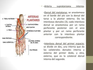 • -Arteria supratarsiana interna.
-Dorsal del metatarso: se anastomosa
en el borde del pie con la dorsal del
tarso y la plantar externa. Da las
interóseas dorsales (3), cada interósea
dorsal se anastomosa por un ramo
perforante posterior con el arco
plantar y por un ramo perforante
anterior con la interósea plantar
correspondiente.
-Interósea dorsal del primer espacio:
se divide en dos, una interna que da
las colaterales dorsales interna y
externa del primer dedo, y otra,
externa, que es la colateral dorsal
interna del segundo.
 