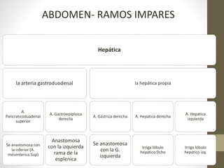 Hepática
la arteria gastroduodenal
A.
Pancraticoduadenal
superior
Se anastomosa con
la inferior (A.
mesenterica Sup)
A. Gastroepiploica
derecha
Anastomosa
con la izquierda
rama de la
esplenica
la hepática propia
A. Gástrica derecha
Se anastomosa
con la G.
izquierda
A. Hepatica derecha
Irriga lóbulo
hepático Dcho
A. Hepatica
izquierda
Irriga lóbulo
hepático izq.
ABDOMEN- RAMOS IMPARES
 