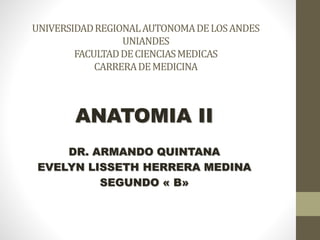 ANATOMIA II
DR. ARMANDO QUINTANA
EVELYN LISSETH HERRERA MEDINA
SEGUNDO « B»
UNIVERSIDADREGIONALAUTONOMADELOSANDES
UNIANDES
FACULTADDECIENCIASMEDICAS
CARRERADEMEDICINA
 