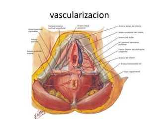 vascularizacion
 