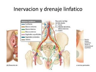 Inervacion y drenaje linfatico
 
