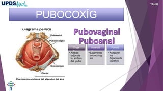 PUBOCOXÍG
EO
Orige
n
• Ambos
lados de
la sínfisis
del pubis
Inserció
n
• Ligamento
anoacoxíg
eo
Funció
n
• Asegurar
los
órganos de
la pelvis
YAHIR
 