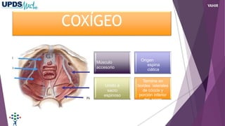COXÍGEO
Músculo
accesorio
Origen
espina
ciática
Unido a
sacro
espinoso
Termina en
bordes laterales
de cóccix y
porción inferior
del sacro
YAHIR
 