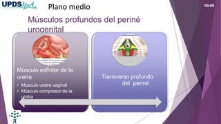 Músculos profundos del periné
urogenital
Músculo esfínter de la
uretra
• Músculo uretro vaginal
• Músculo compresor de la
uretra
Transverso profundo
del periné
Plano medio YAHIR
 