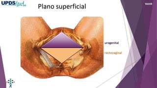 urogenital
rectovaginal
Plano superficial
YAHIR
 