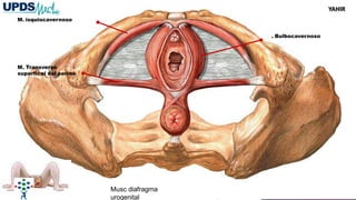 M. isquiocavernoso
M. Transverso
superfical del periné
. Bulbocavernoso
Musc diafragma
urogenital
YAHIR
 