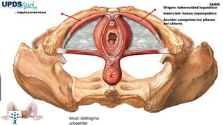 . isquiocavernoso
Origen: tuberosidad isquiatica
Inserción: hueso isquiopúbico
Acción: comprime los pilares
del clítoris
Musc diafragma
urogenital
YAHIR
 