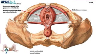 Origen: cuerpo perineal
Inserción: superficie
posterior del clítoris
Acción: comprime vena
dorsal del clitoris
M. Bulbocavernoso
Musc perineales
superficiales
YAHIR
 