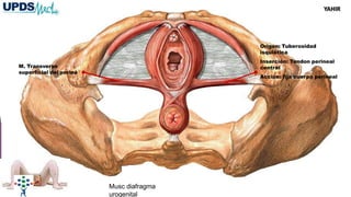 M. Transverso
superficial del periné
Origen: Tuberosidad
isquiática
Inserción: Tendon perineal
central
Acción: fija cuerpo perineal
Musc diafragma
urogenital
YAHIR
 