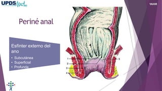 Periné anal
Esfínter externo del
ano
• Subcutánea
• Superficial
• Profunda
YAHIR
 