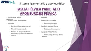 Lámina de tejido
conjuntivo
Recubre los 4 músculos
Límites:
Periférico: Fascia transversal
Medial: Fascia viscerla
Estrella de Roggie: Refuerzo
tendinosos (centro de la espina
ciática)
Orificios:
Conducto obturador
Pediculo obturador
Agujero suprapiriforme
Pedículo glúteo superior
Agujero infrapiriforme
Pedículos pudendo y glúteo
inferior
Sistema ligamentario y aponeurótico
YAHIR
 