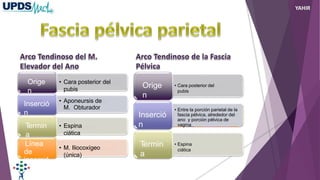 • Cara posterior del
pubis
Orige
n
• Aponeursis de
M. Obturador
Inserció
n
• Espina
ciática
T
ermin
a
• M. Iliocoxígeo
(única)
Línea
de
inserció
n
• Cara posterior del
pubis
Orige
n
• Entre la porción parietal de la
fascia pélvica, alrededor del
ano y porción pélvica de
vagina
Inserció
n
• Espina
ciática
T
ermin
a
YAHIR
 