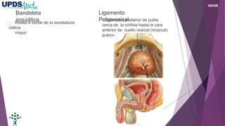 Bandeleta
isquiática
Rodea e borde de la escotadura
ciática
mayor
Ligamento
Pubovesical
Origen cara posterior de pubis
cerca de la sínfisis hasta la cara
anterior de cuello vesical (músculo
pubovesical)
YAHIR
 