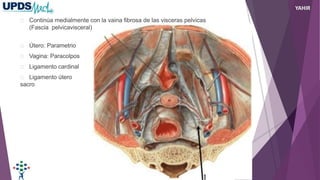 Continúa medialmente con la vaina fibrosa de las visceras pelvicas
(Fascia pelvicavisceral)
Útero: Parametrio
Vagina: Paracolpos
Ligamento cardinal
Ligamento útero
sacro
YAHIR
 