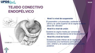 TEJIDO CONECTIVO
ENDOPÉLVICO
Nivel I o nivel de suspensión
El paramétrio y el paracolpo, sostienen el
cérvix y la parte superior de la vagina sobre la
placa del elevador
Nivel II o nivel de unión
Sostiene la vagina media por conexiones
laterales a la línea blanca de la fascia pélvica
Nivel III o nivel de fusión
Sostiene la parte inferior de la vagina por
conexiones a la membrana perineal en su
cara anterior y al cuerpo perineal por su cara
posterior
YAHIR
 