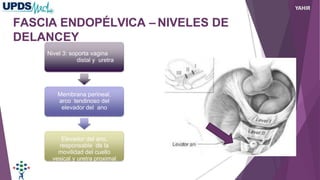 FASCIA ENDOPÉLVICA – NIVELES DE
DELANCEY
Nivel 3: soporta vagina
distal y uretra
Membrana perineal,
arco tendinoso del
elevador del ano
Elevador del ano,
responsable de la
movilidad del cuello
vesical y uretra proximal
YAHIR
 