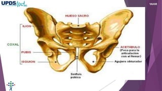 Pelvis
ósea
YAHIR
 